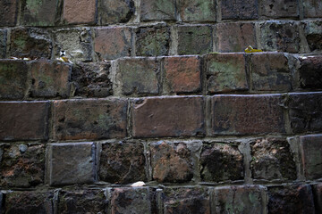 古いレンガの壁