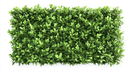 Fototapeta premium Bush or shrub wall isolated isolated on white background for graphic design.