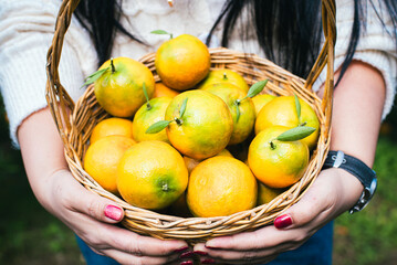 Orange orchard at the top of the mountain