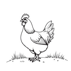 Hen line art on white background