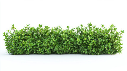 Obraz premium Bush or shrub wall isolated isolated on white background for graphic design.