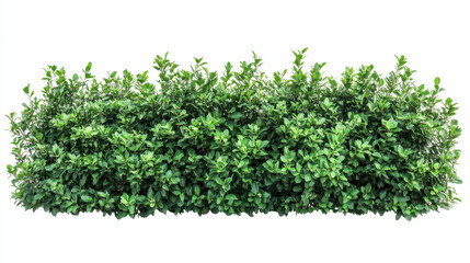 Obraz premium Bush or shrub wall isolated isolated on white background for graphic design.