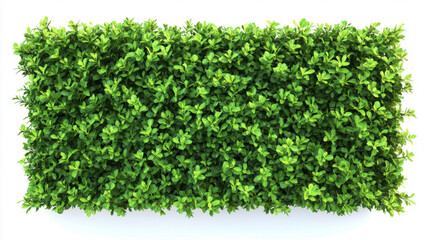 Obraz premium Bush or shrub wall isolated isolated on white background for graphic design.