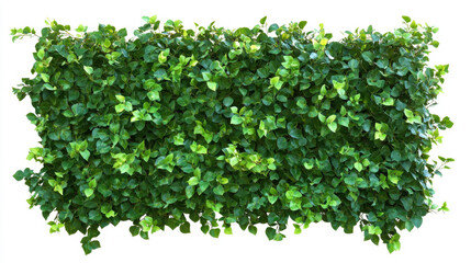 Obraz premium Bush or shrub wall isolated isolated on white background for graphic design.