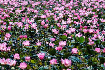 Vibrant Pink Lotus Flowers Blooming in Large Water Surface