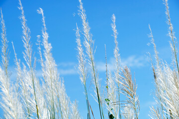 Delicate White Grass Blades Against Clear Blue Sky Background