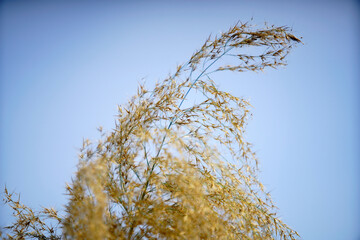 Delicate Yellow Grass Blades Against a Bright Blue Sky Background