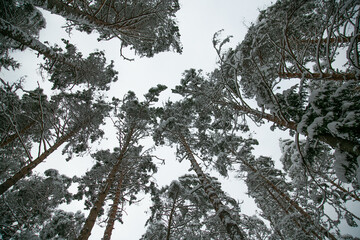 Winter landscape. Forest under the snow. Winter Park. Snow Forest Spruce. Old forest, green planet, fresh air. ecology