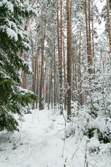 Winter landscape. Forest under the snow. Winter Park. Snow Forest Spruce. Old forest, green planet, fresh air. ecology