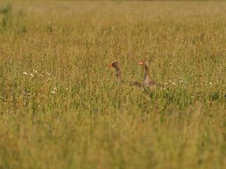 Graugans, Anser anser