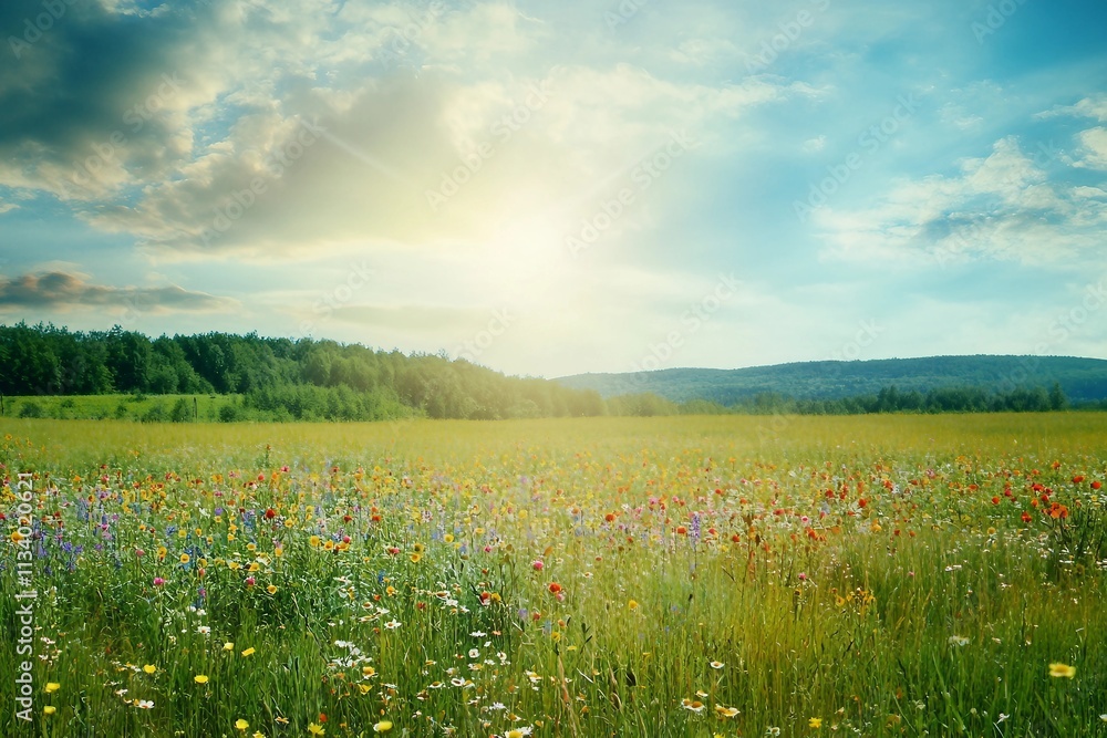 Poster Green meadow under blue sky with clouds