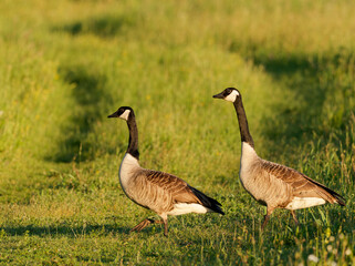 Kanadagans, Branta canadensis
