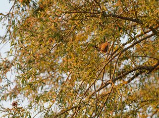 Kuckuck, Cuculus canorus