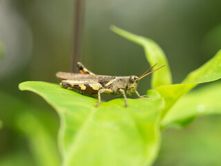A grasshopper on the leaf
