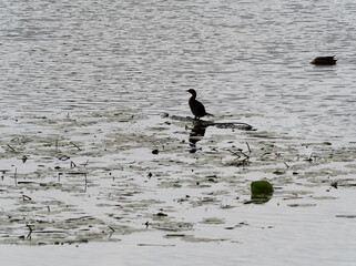 Zwergscharbe, Microcarbo pygmeus