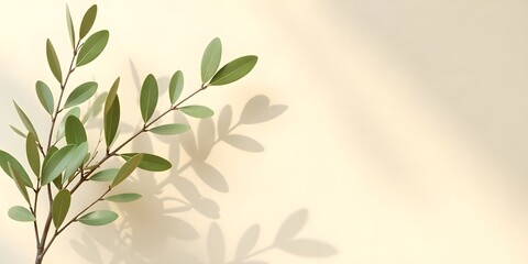 Modern summer minimal of olive tree branch,  wall background, copy space interior lifestyle, Minimalistic background with elegant olive tree leaves on a soft beige wall, providing space for text