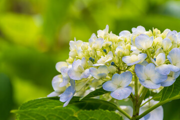 初夏の淡いブルーの紫陽花