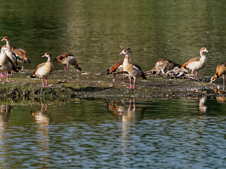Nilgans, Alopochen aegyptiaca