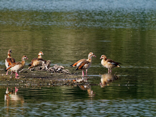 Nilgans, Alopochen aegyptiaca