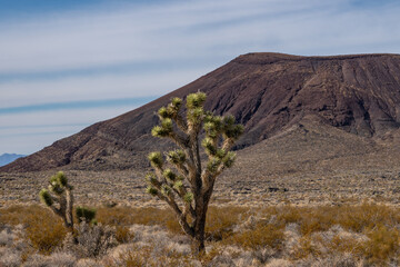 Cima volcanic field. Kelbaker Road, Mojave National Preserve. San Bernardino County, California. Mojave Desert / Basin and Range Province. ' Eastern ' Joshua trees  ( Yucca jaegeriana )