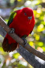 Ein Prachtlori frontal auf einem Ast sitzend