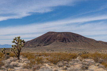Cima volcanic field. Kelbaker Road, Mojave National Preserve. San Bernardino County, California. Mojave Desert / Basin and Range Province. ' Eastern ' Joshua trees  ( Yucca jaegeriana )
