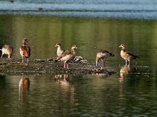 Nilgans, Alopochen aegyptiaca