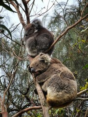 A charming moment of a koala and its baby clinging together to a tree trunk, perfectly camouflaged within the forest.