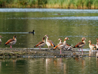 Nilgans, Alopochen aegyptiaca