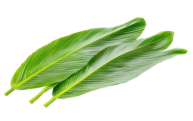 Obraz premium Lush Green Coconut Palm Fronds isolated on transparent Background