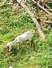 A goat grazes on lush green grass surrounded by a backdrop of branches. The scene captures a peaceful moment in a natural setting.