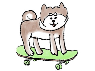 スケボー柴犬