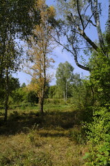 Landschaft im Zeitzer Forst bei Breitenbach nahe der Stadt Zeitz, Burgenlandkreis, Sachsen-Anhalt,...