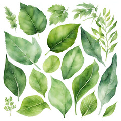 A stunning collection of watercolor green leaves in various shapes and sizes, showcasing vibrant hues and intricate details. Ideal for nature-themed designs and illustrations.