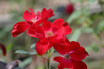 花の女王