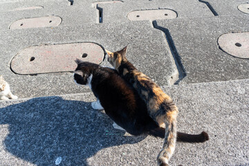 寄り添って歩く二匹の猫の後ろ姿