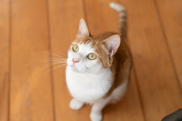 座って見上げる可愛い猫　茶トラ白