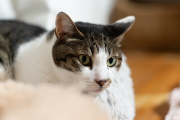 窓辺でくつろぐ可愛い猫　キジトラ白