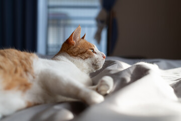 寝室のベッドで寝そべってくつろぐ可愛い猫　茶トラ白