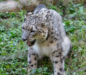 Fototapeta premium 座ってくつろぐ可愛い動物園のユキヒョウ