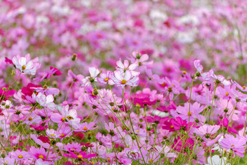 満開のピンクのコスモス畑
