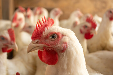 Close-up of a White Broiler Chicken Gallus gallus domesticus in Poultry Farm