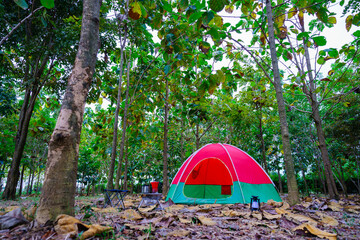 Red camping tent in a big forest, the ground is covered with brown fallen leaves and dry teak...
