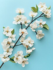 Fototapeta premium White flowers on blue background