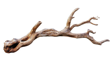 Weathered Tree Limb isolated on transparent Background
