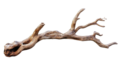Weathered Tree Limb isolated on transparent Background