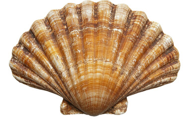 A Single Shell isolated on transparent Background