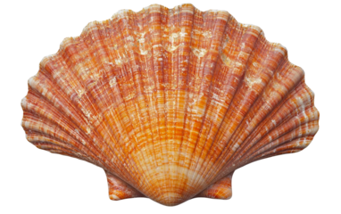 One Singular Shell isolated on transparent Background