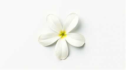 white frangipani flower