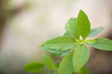 Peristrophe bivalvis green leaves or tree on natural background.